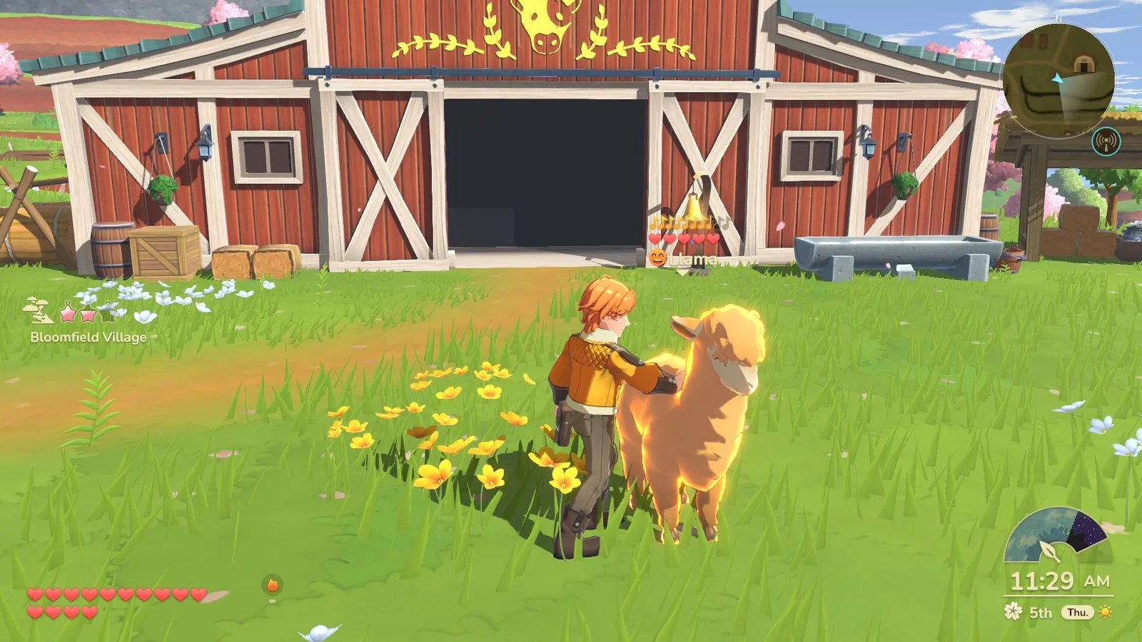 Petting an alpaca in front of a red barn in Bloomfield Village